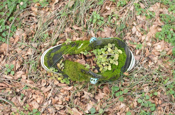 Old Sneaker Moss Grass Dry Leaves Meado — Stock Photo, Image