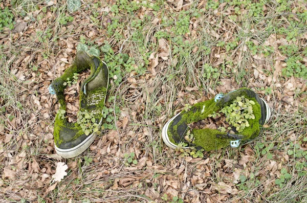 Gamla Gymnastikskor Med Mossa Gräs Och Torra Blad Meado — Stockfoto