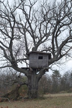 Meado 'da meşe ağacındaki eski ahşap ev.