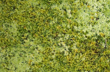 Farklı yosun türleri ön kısımları kapatır