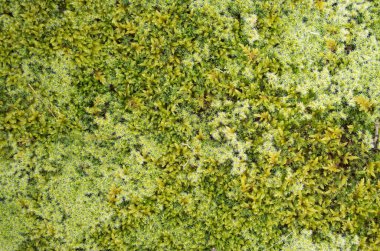 Farklı yosun türleri ön kısımları kapatır