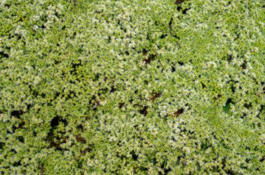 Farklı yosun türleri ön kısımları kapatır