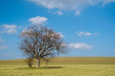 Sonu gelmeyen buğday tarlasında yapayalnız ağaç
