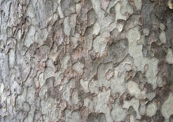 Bark Old Plane Tree Close — Stock Photo, Image