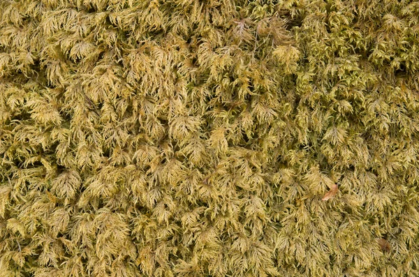 Old Moss Close Fores — Stock Photo, Image