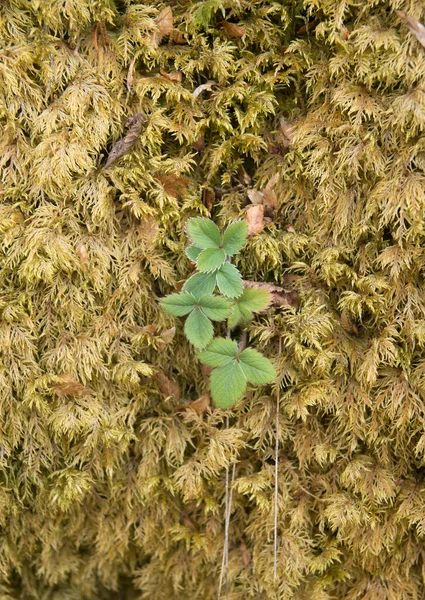 Morango Selvagem Cresceu Musgo Closeu — Fotografia de Stock