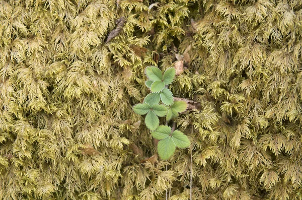 Wild Strawberry Grew Moss Closeu — Stock Photo, Image