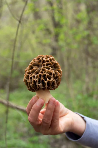 Paddestoel Gemeenschappelijke Morel Vrouw Hand Sluiten — Stockfoto