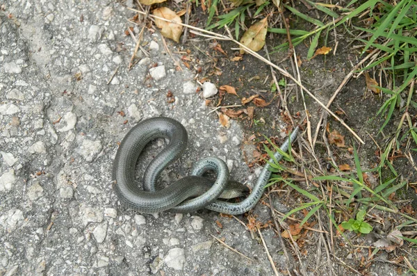 Slow Worm Asphalt Toasting — Stock Photo, Image