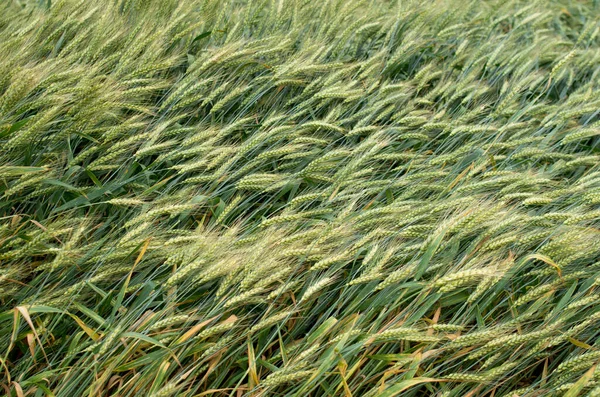 Green Wheat Ears Field Windy — Stock Photo, Image