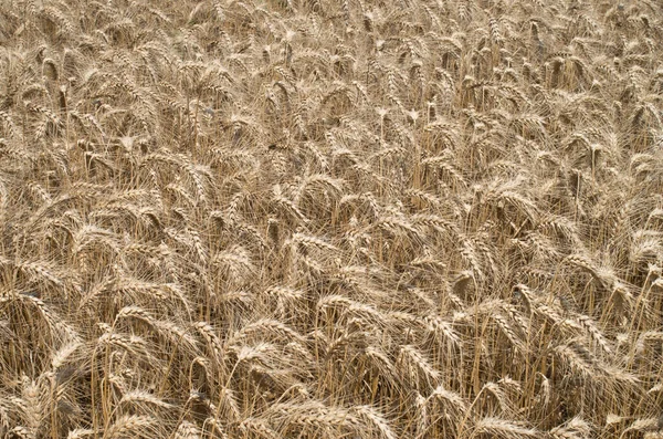 Veld Met Rijpe Tarwe Oren Zonnige — Stockfoto