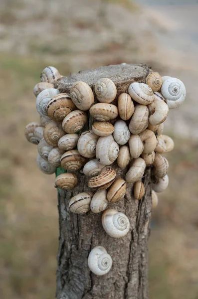 Muchos Caracoles Pequeños Pegados Árbol Cerca Summe —  Fotos de Stock