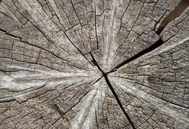 Çatlakları olan eski bir ağaç gövdesi.