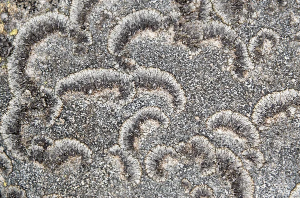 Gray Lichen Stone Closeu — Stock Photo, Image