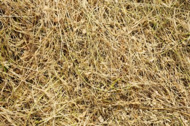 Sarı kupürleri çimen