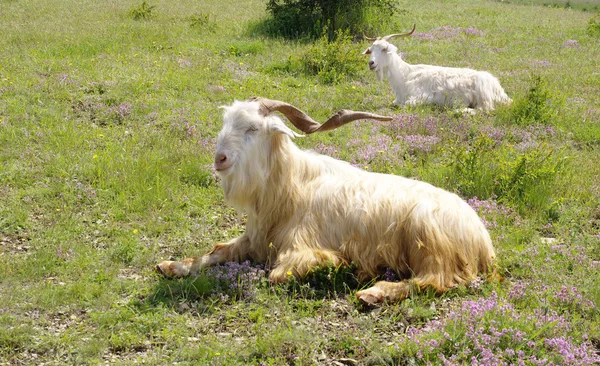 Deux chèvres allongées sur une pelouse de montagne — Photo