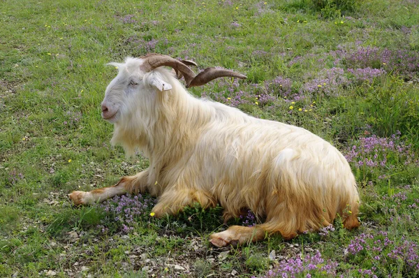 Chèvre mâle avec cornes courbes couchées — Photo
