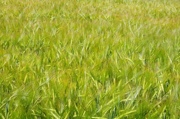 Orelhas verdes de trigo na manhã de primavera — Fotografia de Stock