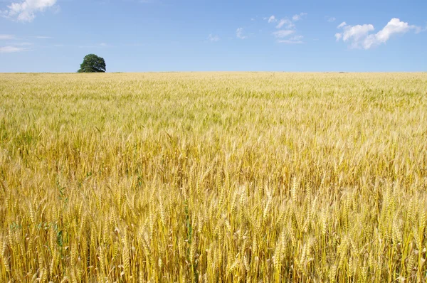 Campo de trigo dourado com uma grande árvore — Fotografia de Stock