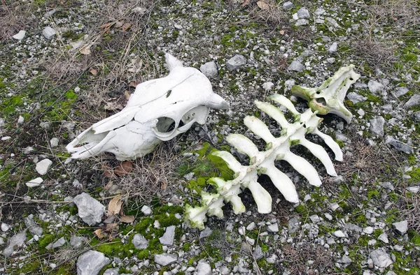 Skull and part of the backbone of a cow — Stock Photo, Image