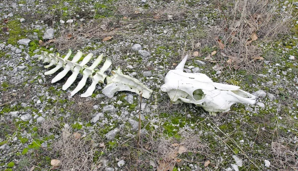 Skull and part of the backbone of a cow — Stock Photo, Image