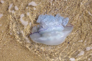 Denizanası, Karadeniz kıyıya