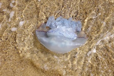 Denizanası, Karadeniz