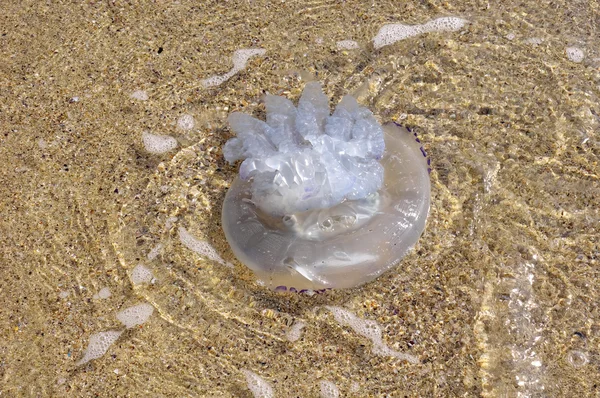 Jellyfish , Black Sea — Stock Photo, Image