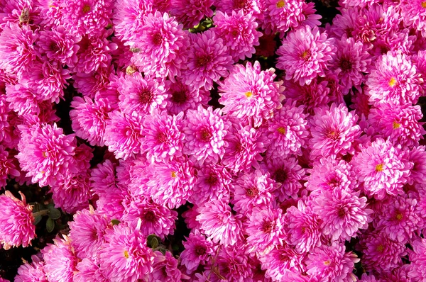 Autum mums, chrysanthemums closeup