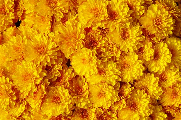 Мамы осени, хризантемы крупным планом — стоковое фото