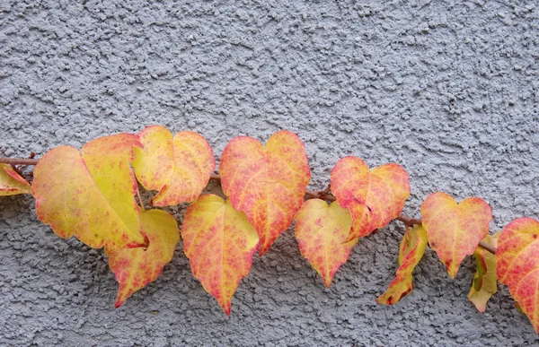 Branche de vigne sauvage sur mur bleu — Photo