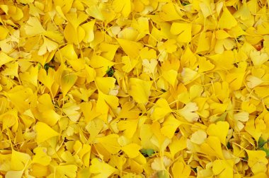 Düşmüş ginkgo biloba yaprakları sonbaharda