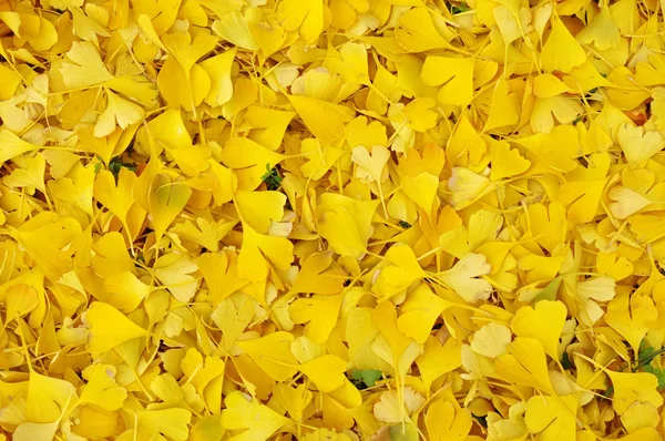 Düşmüş ginkgo biloba yaprakları sonbaharda