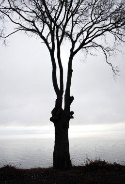 Sisli sabah kışın yalnız ağaç