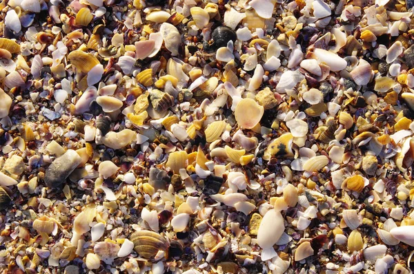 Conchas de mejillones y caracoles en la playa — Foto de Stock