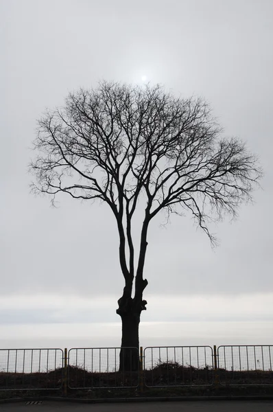 Arbre solitaire en hiver — Photo