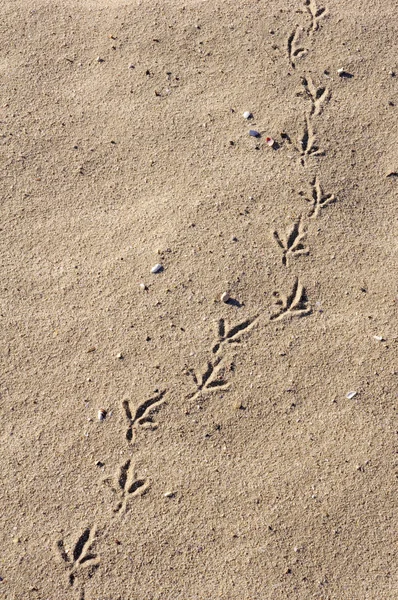 Kuşlar ayak kum plaj 