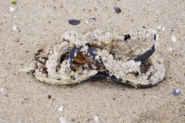 Shoe covered with mussels on sand — Stock Photo, Image
