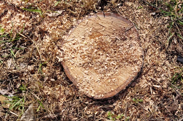 Closeup of stump — Stock Photo, Image