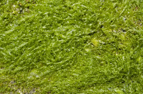 Algas húmedas verdes Cystoseira —  Fotos de Stock
