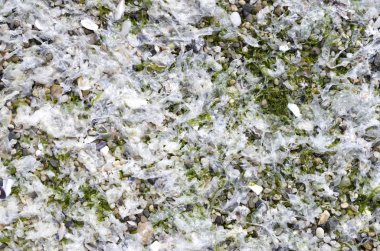 Beyaz yosun güneşli beachx ıslak 