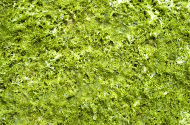  Yeşil ıslak yosun Cystoseira 