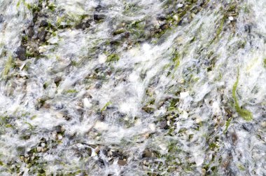 Beyaz yosun güneşli beachx ıslak 