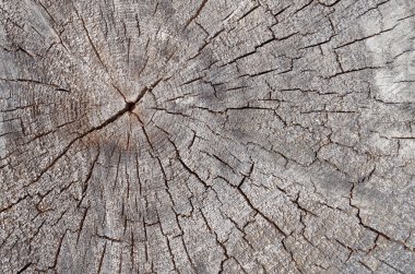 Eski kırık güdük portre 