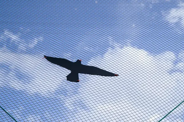 Decoratieve kunststof Roofvogel op hek van snelweg — Stockfoto