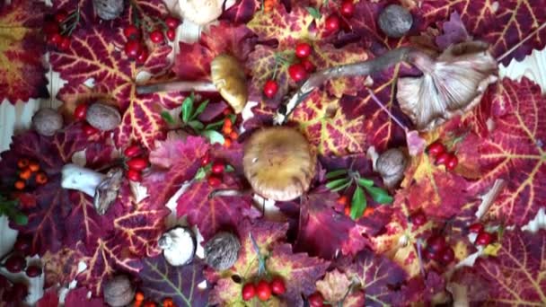 Herfst achtergrond van heldere bladeren champignons, rode bessen aan boord — Stockvideo