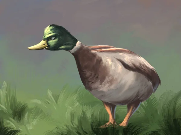 Wütende Ente Auf Dem Rasen — Stockfoto