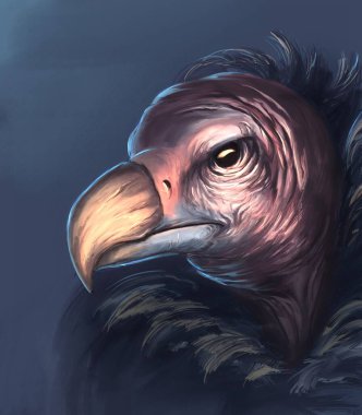 close up of a vulture clipart
