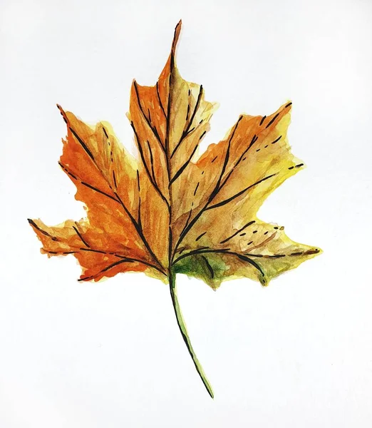 단풍잎 수채화 — 스톡 사진