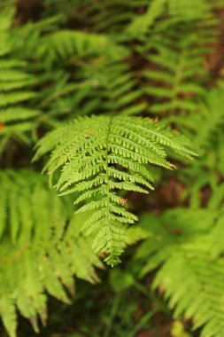 Ormanda eğreltiotu yaprakları 